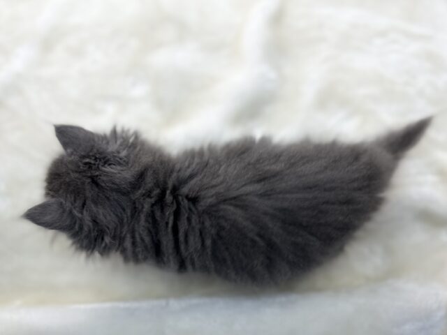 スコティッシュフォールド