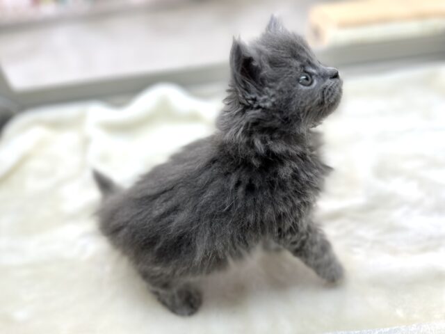 スコティッシュフォールド