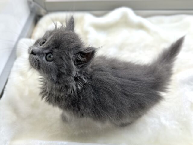 スコティッシュフォールド