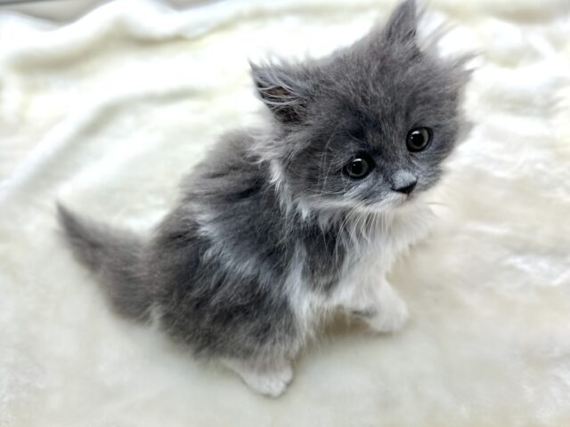 スコティッシュフォールド