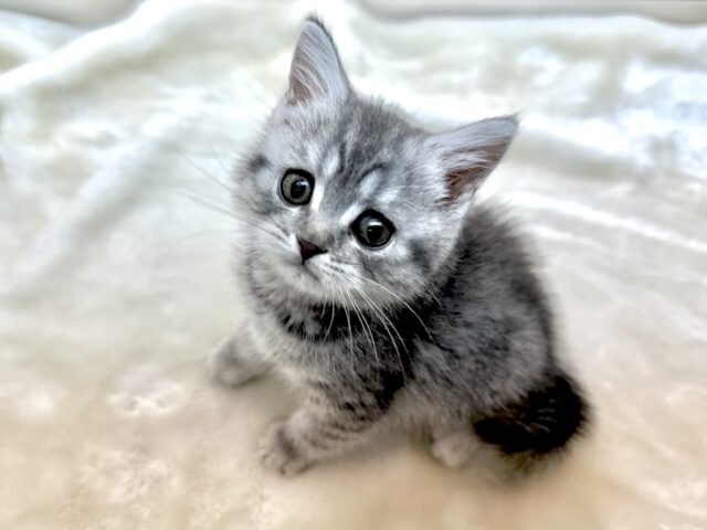 スコティッシュフォールド