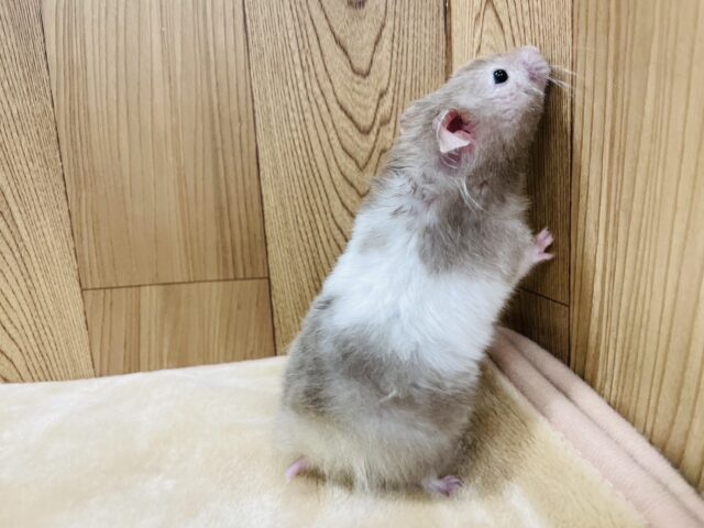 ゴールデンハムスター