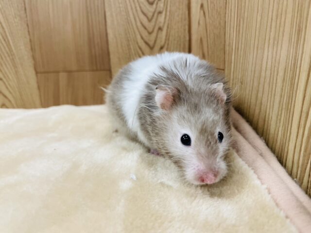 ゴールデンハムスター