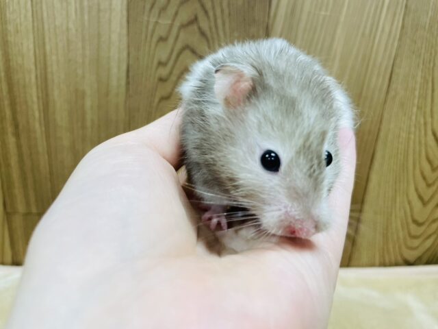 ゴールデンハムスター