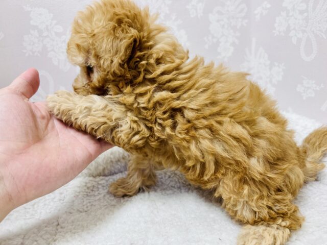 トイプードル