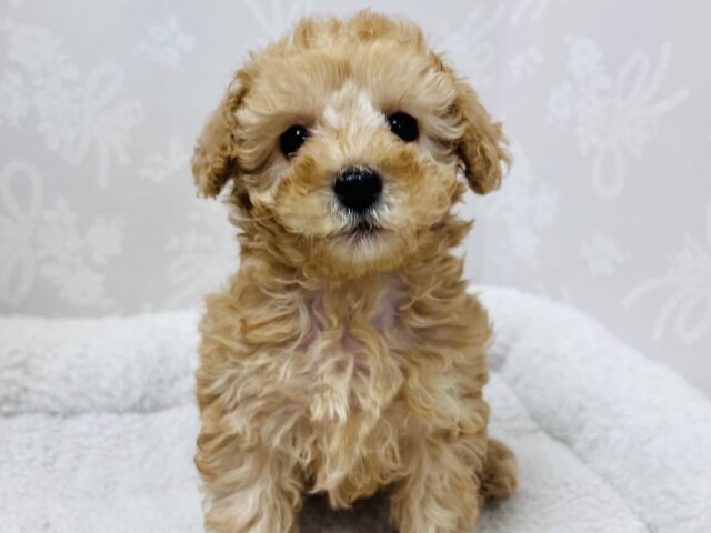 トイプードル