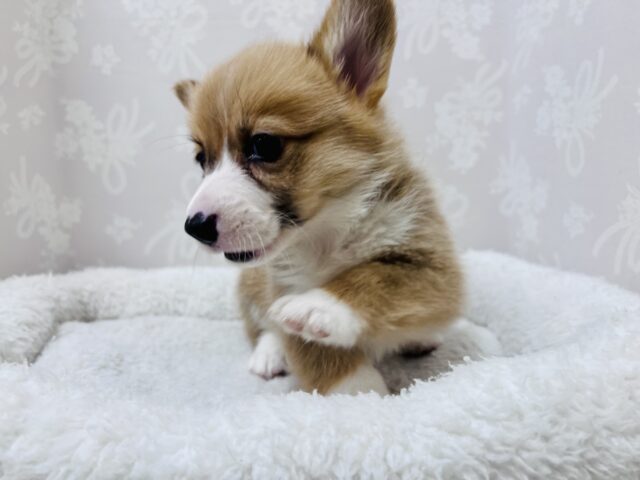 ウェルシュコーギー・ペンブローグ