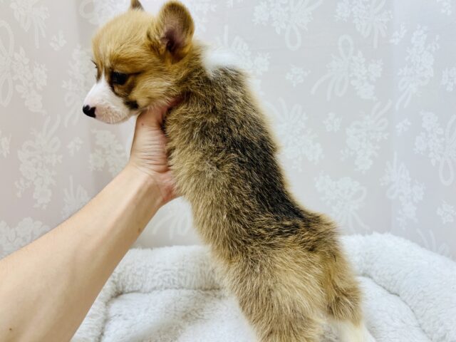 ウェルシュコーギー・ペンブローグ