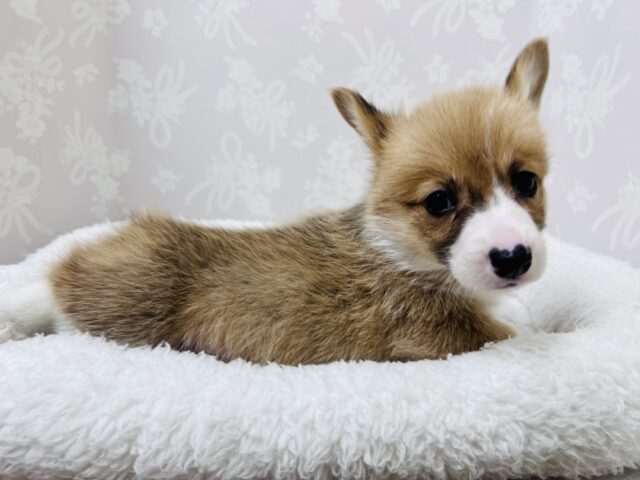 ウェルシュコーギー・ペンブローグ