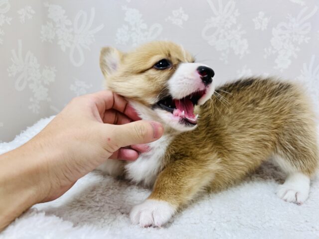 ウェルシュコーギー・ペンブローグ