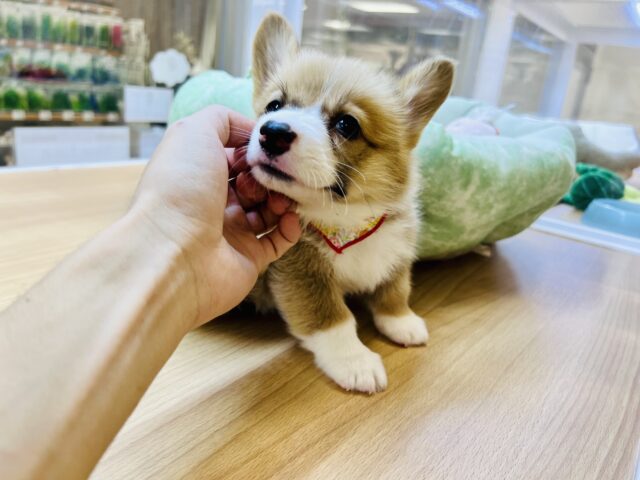 ウェルシュコーギー・ペンブローグ