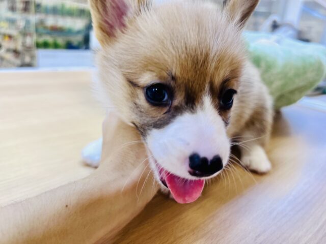 ウェルシュコーギー・ペンブローグ