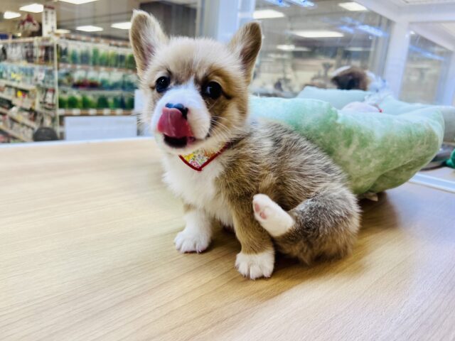 ウェルシュコーギー・ペンブローグ