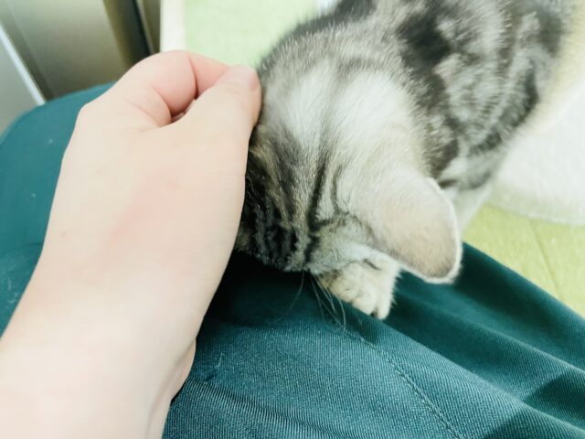 アメリカンショートヘア