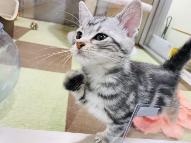 アメリカンショートヘア