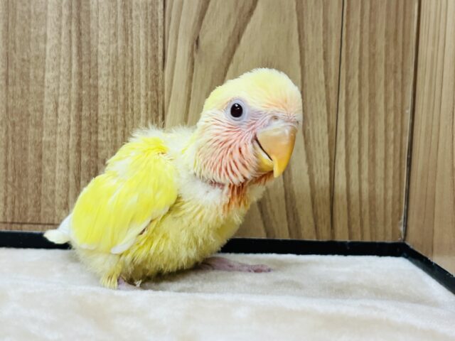 コザクラインコ（小桜インコ）