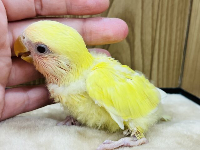 コザクラインコ（小桜インコ）