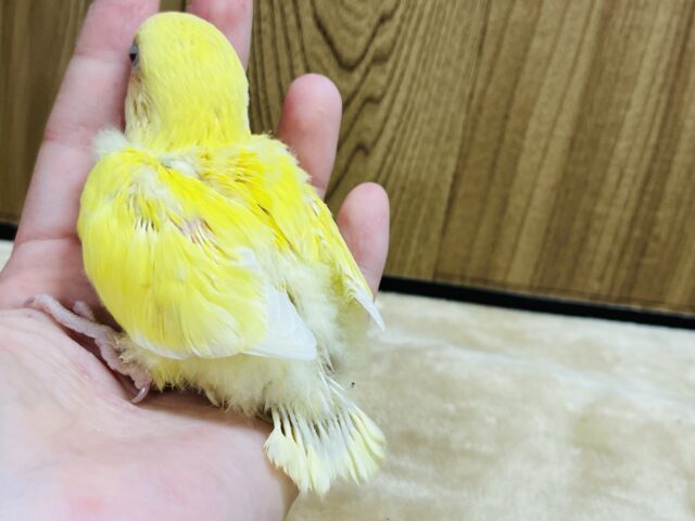 コザクラインコ（小桜インコ）