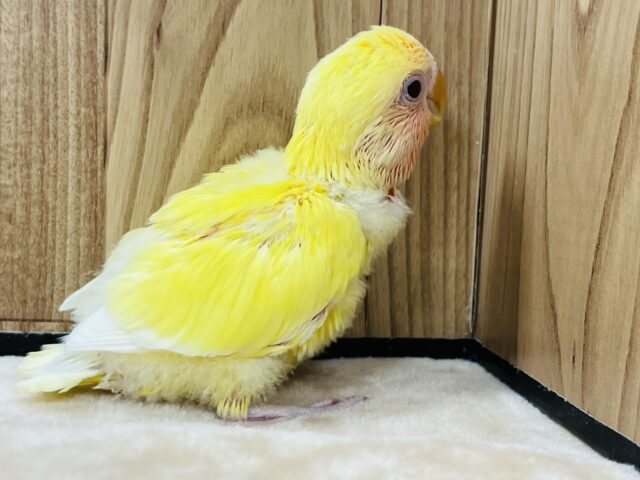 コザクラインコ（小桜インコ）