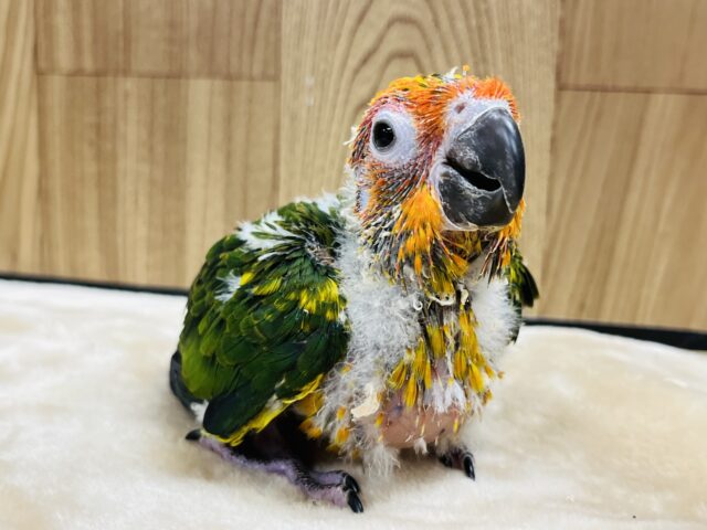 コガネメキシコインコ