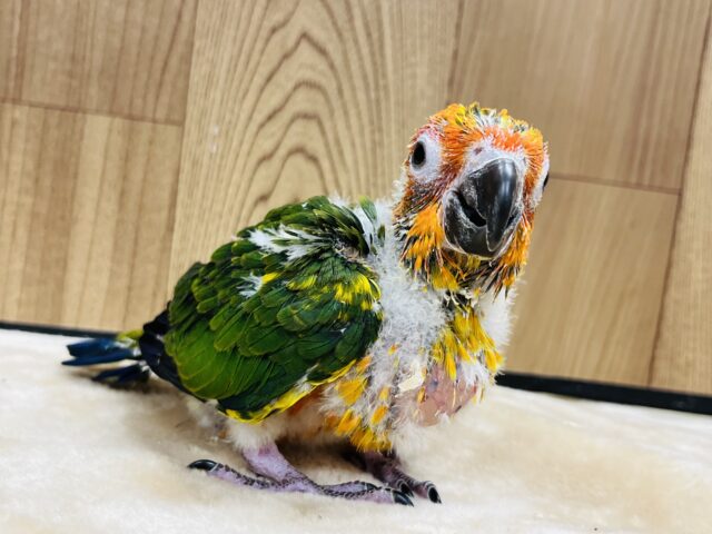 コガネメキシコインコ