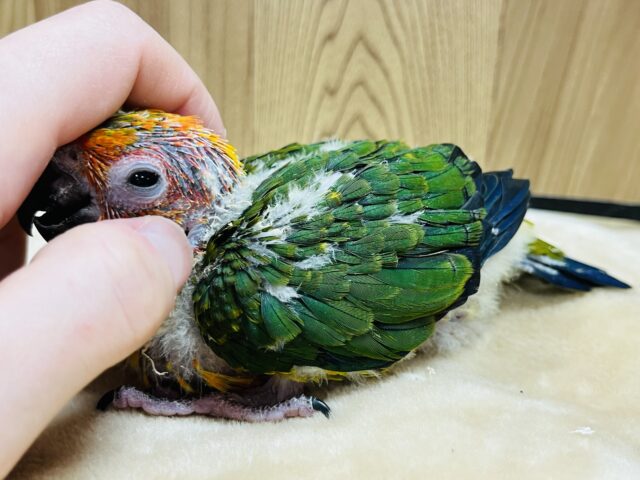 コガネメキシコインコ