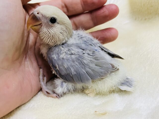 コザクラインコ（小桜インコ）