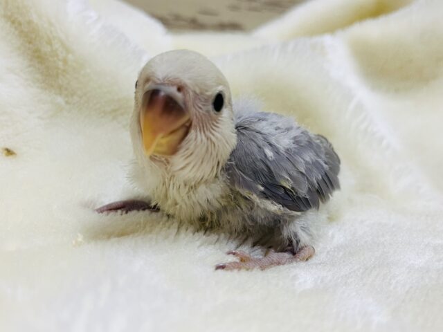 コザクラインコ（小桜インコ）