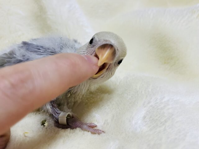 コザクラインコ（小桜インコ）