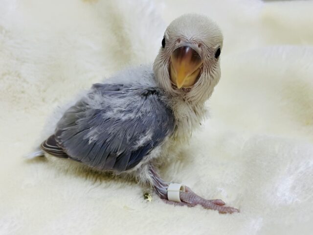 コザクラインコ（小桜インコ）