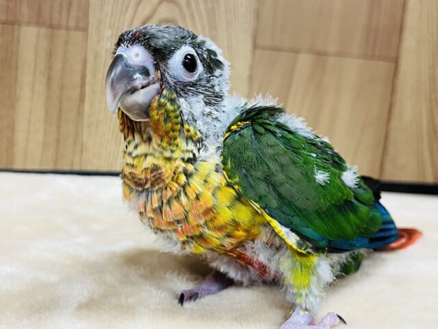 ホオミドリウロコインコ