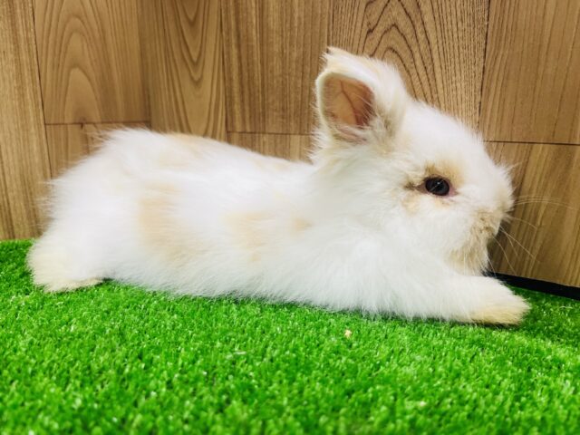 アンゴララビット