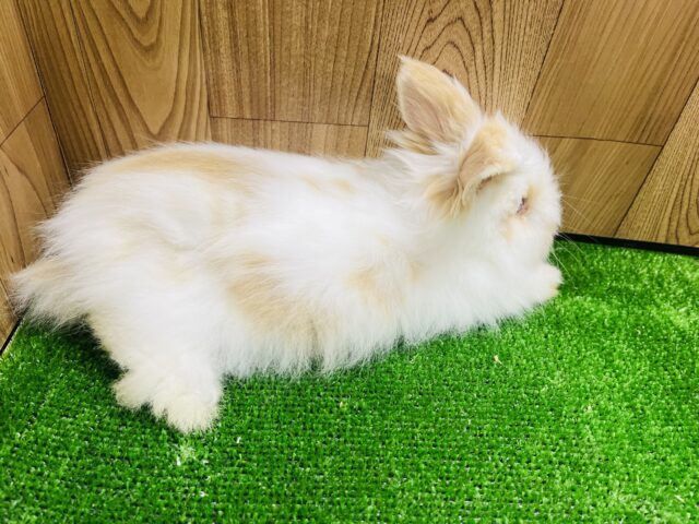 アンゴララビット