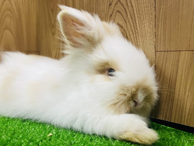 アンゴララビット