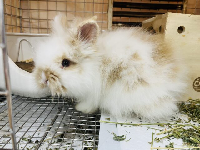 アンゴララビット