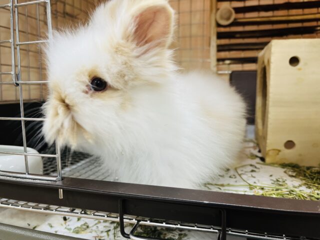 アンゴララビット