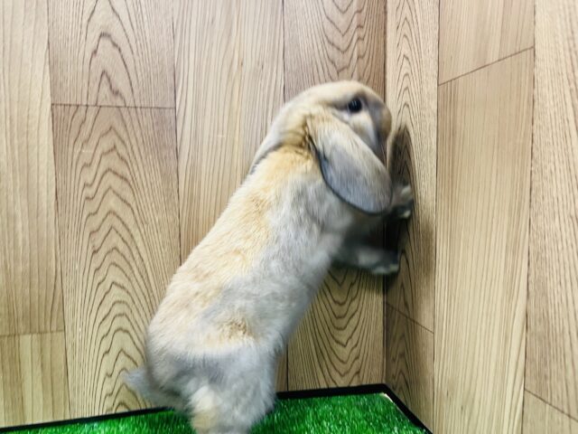 ロップイヤーラビット