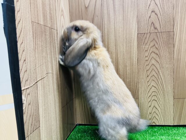 ロップイヤーラビット