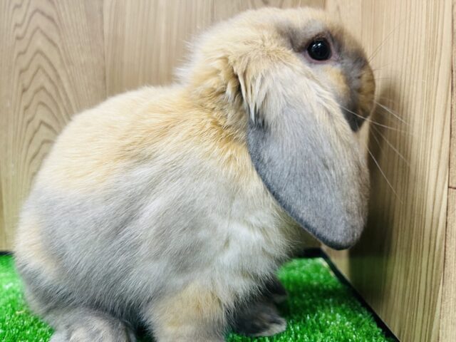 ロップイヤーラビット