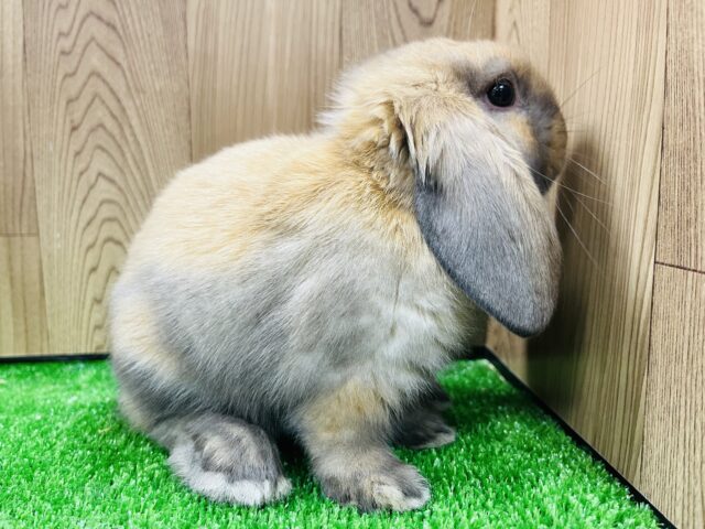 ロップイヤーラビット