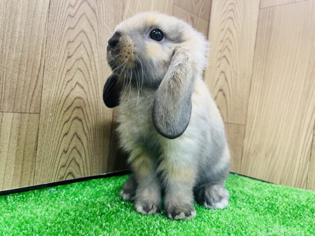 ロップイヤーラビット