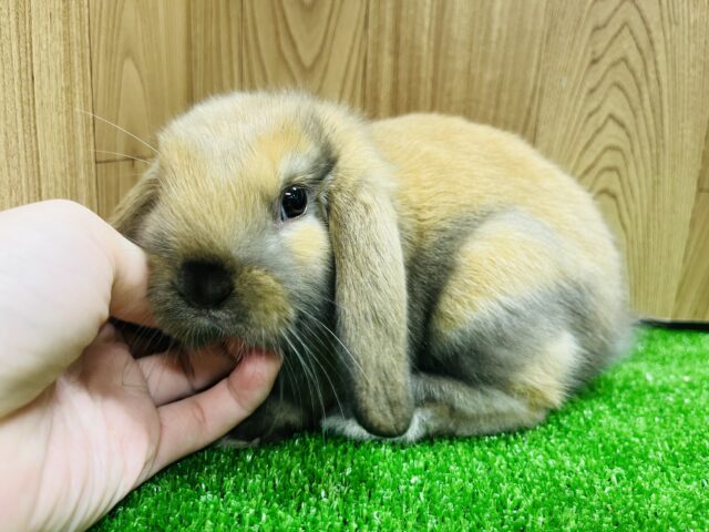ロップイヤーラビット