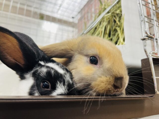 ロップイヤーラビット