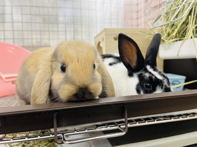 ロップイヤーラビット