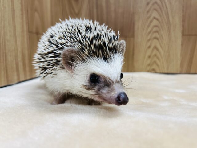 ハリネズミ（ヨツユビハリネズミ）