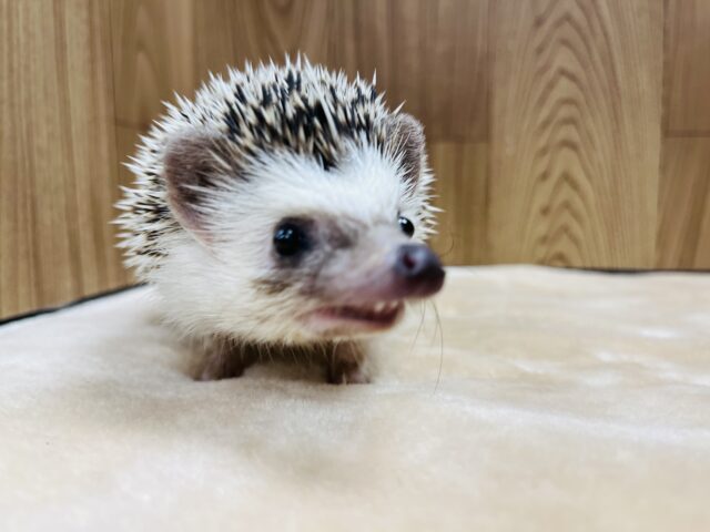 ハリネズミ（ヨツユビハリネズミ）