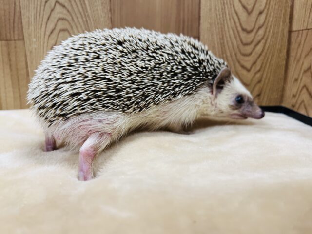 ハリネズミ（ヨツユビハリネズミ）