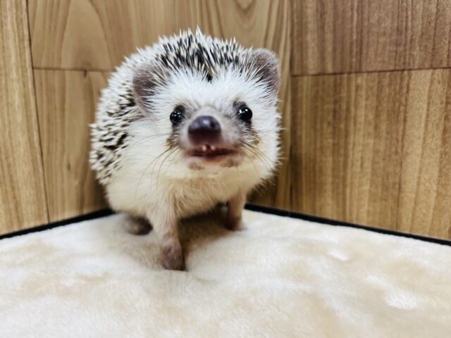 ハリネズミ（ヨツユビハリネズミ）