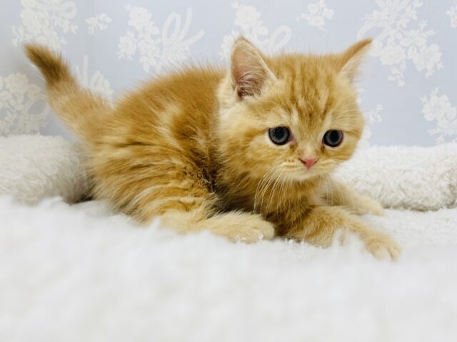 スコティッシュフォールド