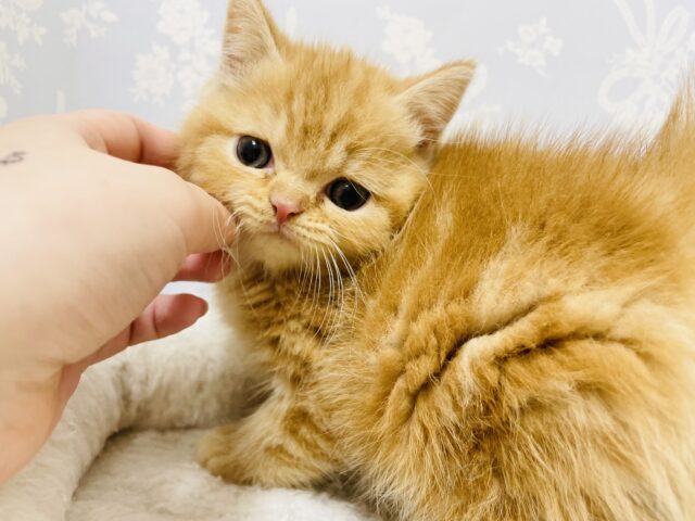 スコティッシュフォールド